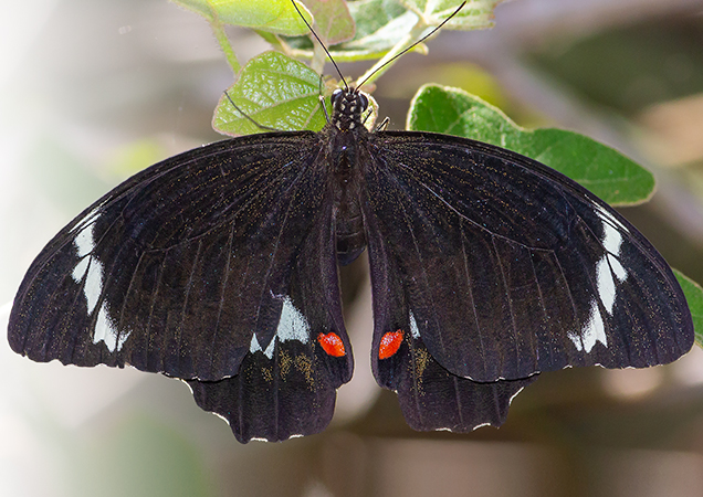 orchard swallowtail butterfly